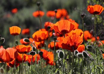 לפעמים צריך להקריב משהו