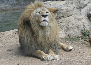 משאלת הלב הייתה