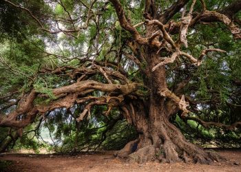 אתה אוחז בנרטיב