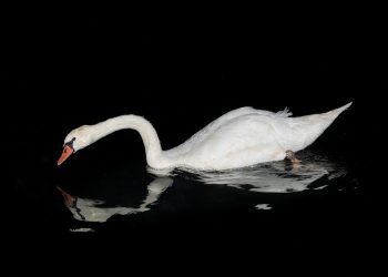 אל תיקחי ללב